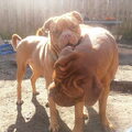 Bordeauxdog
