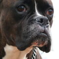 Boxer