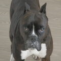 Boxer
