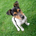 Jack Russell Terrier