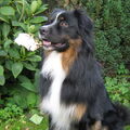 Australian Shepherd