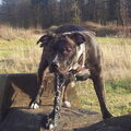 we zijn hier in het kuinre bos..

ze hebben daar standbeeldjes van hout gemaakt..
heel erg leuk gedaan het zijn vooral kikkers..

maar roxy vind het maar niks..