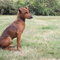 Duitse Pinscher