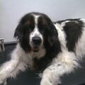Landseer ECT