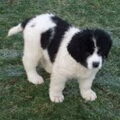 Landseer ECT