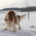 Cavalier King Charles Spaniel