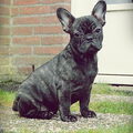 Franse Bulldog