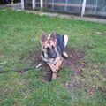 Duitse Herder