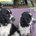Engelse Springer Spaniel