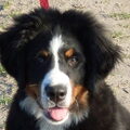 Berner Sennenhond