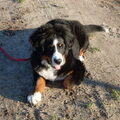 Berner Sennenhond
