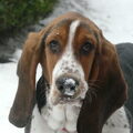 Basset Hound
