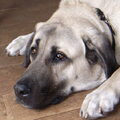 Anatolische herder