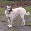 Anatolische herder
