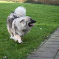 Grote Keeshond, wolfsgrijs