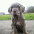 Mastino Napoletano