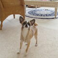 Chihuahua, korthaar