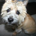 Cairn Terrier