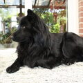 Zweedse Lappenhond