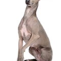 Italiaans Windhondje
