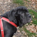 Mastino Napoletano