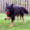 Oud Duitse Herdershond
