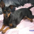 Dwergpinscher
