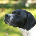 Engelse Pointer