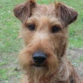 Ierse Terrier