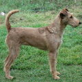 Ierse Terrier
