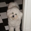 Bichon Frise