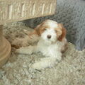 Tibetaanse Terrier