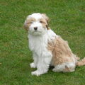Tibetaanse Terrier