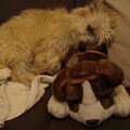 Cairn Terrier