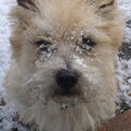 Cairn Terrier