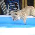 Cairn Terrier