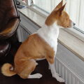 Basenji