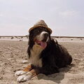 Berner Sennenhond