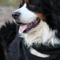 Berner Sennenhond