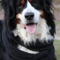 Berner Sennenhond