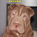 Shar Pei