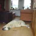 Kangal