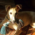 Whippet
