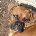 Boxer