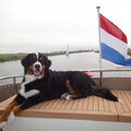 Berner Sennenhond
