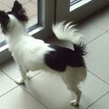 Chihuahua, langhaar