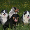 Australian Shepherd