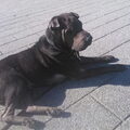 Shar Pei