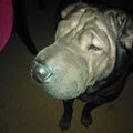 Shar Pei