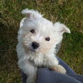 Maltezer